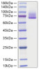 Recombinant Human Syndecan-1/SDC1/CD138 Protein (RPCB1607)