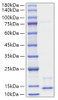 Recombinant Human Pro-neuregulin-1/NRG1 (Beta1) Protein (RPCB1618)