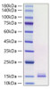 Recombinant Human CCL19/MIP-3 beta Protein (RPCB1629)