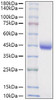 Recombinant Mouse Nectin-2/PVRL2/CD112 Protein (RPCB1638)