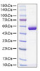 Recombinant Mouse MUP-4 Protein (RPCB1639)