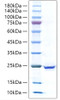 Recombinant Human IL-17C Protein (RPCB1642)