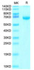 Recombinant Cynomolgus Fibrinogen like 1/FGL1 Protein (RPCB1645)