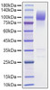 Recombinant Mouse SIRP-alpha/CD172a Protein (RPCB1646)