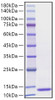 Recombinant Human CCL3/MIP-1 alpha Protein (RPCB1647)