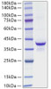 Recombinant Mouse IGF-I Protein (RPCB1653)