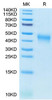 Recombinant Cynomolgus B7-1/CD80 Protein (RPCB1662)