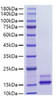 Recombinant Human CCL2/MCP-1 Protein (RPCB1681)