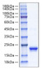 Recombinant Human IFN-alpha 4 Protein (RPCB1686)