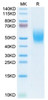 Recombinant Cynomolgus DNAM-1/CD226 Protein (RPCB1688)