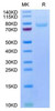 Recombinant Human LRRC15/LIB Protein (RPCB1697)