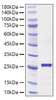 Recombinant Rat CNTF Protein (RPCB1705)