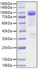 Recombinant Mouse IL1RL1/ST2 Protein (RPCB1706)