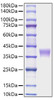 Recombinant Mouse LILRB4/ILT-3/CD85k Protein (RPCB1715)