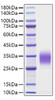 Recombinant Rat IL-9 Protein (RPCB1718)