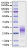 Recombinant Human TNFRSF9/4-1BB/CD137 Protein (RPCB1722)