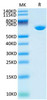 Recombinant Cynomolgus Serum albumin/ALB Protein (RPCB1726)