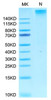 Recombinant Human LMP2 (HLA-A*02:01) Complex Tetramer Protein (RPCB1737)