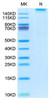 Recombinant Rhesus macaque HLA-G Complex Tetramer Protein (RPCB1738)