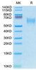 Recombinant Canine CD28 Protein (RPCB1740)