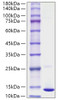 Recombinant Human S100-A10 Protein (RPCB1742)