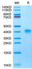 Recombinant Cynomolgus LILRB4/ILT-3/CD85k Protein (RPCB1743)