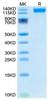 Recombinant SARS-CoV-2 Spike S1(B.1.1.529/Omicron) Protein (RPCB1751)
