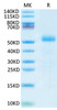 Recombinant Mouse DLL3 Protein (RPCB1753)