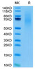 Recombinant Cynomolgus TNFSF7/CD27 Ligand/CD70 Protein (RPCB1755)