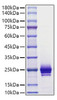 Recombinant Mouse IFNA1 Protein (RPCB1764)