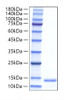 Recombinant Human GFER/ALR Protein (RPCB1769)