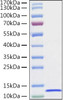 Recombinant Human CXCL14/BRAK Protein (RPCB1772)