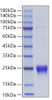 Recombinant Human Lymphotactin/XCL1 Protein (RPCB1788)