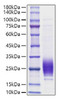 Recombinant Rat IL-7 Protein (RPCB1794)