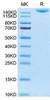 Recombinant Human IGF2R/CD222 Protein (RPCB1803)