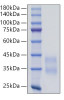 Recombinant Mouse Sclerostin/SOST Protein (RPCB1809)