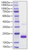 Recombinant human SECTM1 Protein (RPCB1812)