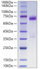 Recombinant Human Angiopoietin-like 3/ANGPTL3(17-460) Protein (RPCB1821)