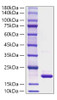 Recombinant Rat IL-1Ra/IL-1F3/IL-1RN Protein (RPCB1823)