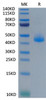 Recombinant Cynomolgus CD3 epsilon/CD3E Protein (RPCB1847)