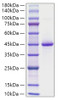 Recombinant Human Neurogranin/NRGN Protein (RPCB1852)