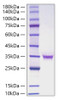 Recombinant Human FGF-18 Protein (RPCB1853)