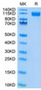 Recombinant SARS-COV-2 Spike S1(D614G) Protein (RPCB1856)