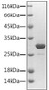 Recombinant Mouse Prostaglandin-H2 D-isomerase/PTGDS Protein (RPCB1860)