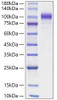 Recombinant Human Semaphorin-6A/SEMA6A Protein (RPCB1867)