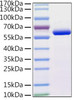 Recombinant Human TUBB4A Protein (RPCB1873)