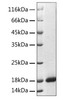 Recombinant Human REG3A Protein (RPCB1875)