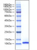 Recombinant Mouse CXCL12/SDF-1 Protein (RPCB1876)