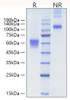 Recombinant Human NKG-2D/KLRK1/CD314 Protein (RPCB1877)