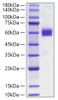 Recombinant Human Flt3 ligand/Flt3L Protein (RPCB1891)